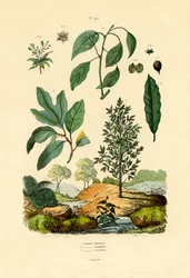 Lorbeer